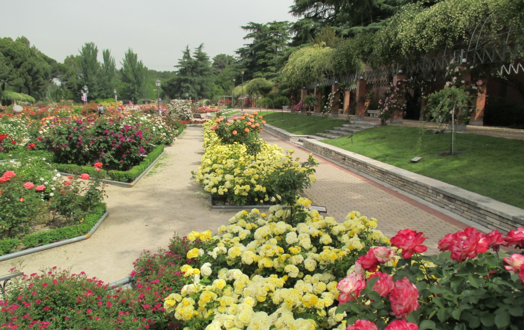 Vista General var. Comtesse du Barry. Rosaleda del Parque del Oeste de Madrid. Foto Ayto. Madrid