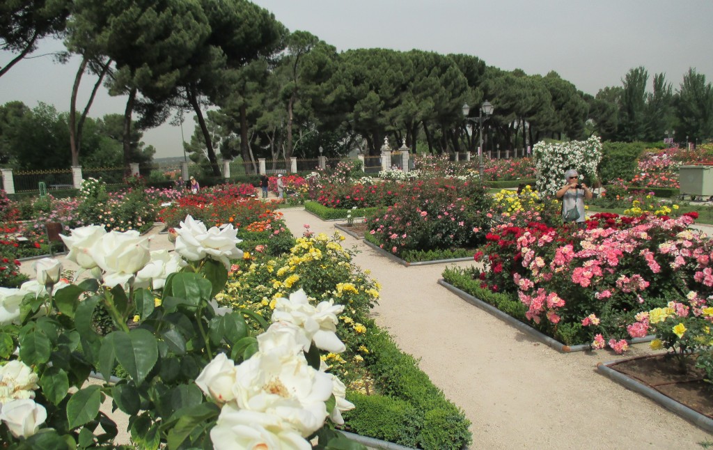 Rosaleda del Parque del Oeste de Madrid. Foto Ayto. Madrid