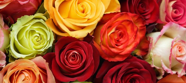 Rosas de Ecuador, ¿las mejores del mundo?