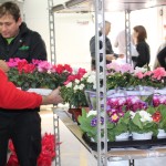 Planta de flor de temporada, todo un clásico en la floristería