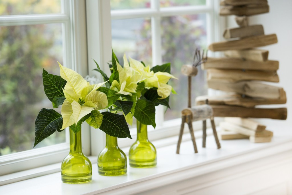 Discretos elementos en el alféizar de las ventanas: poinsettias blancas en delicados recipientes de cristal en color verde. Para un mayor efecto se colocan varios vasos idénticos uno al lado del otro