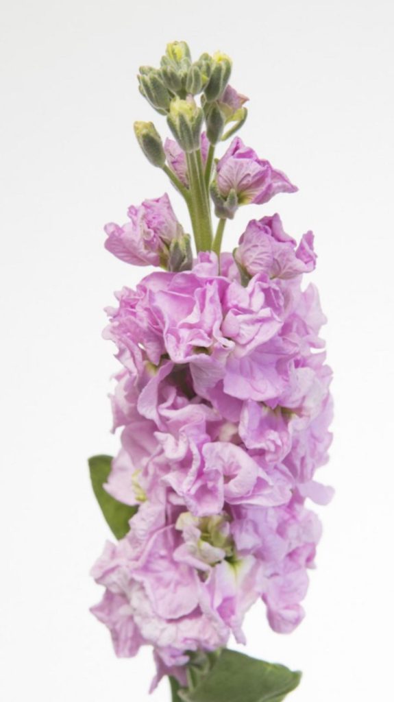 ALHELÍ Y DELPHINIUM | Blog del Florista