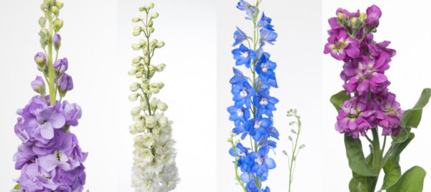 Las Flores por su Nombre ALHELI Y DELPHINIUM