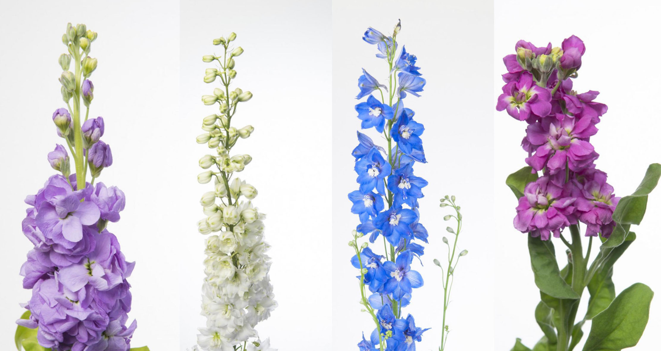 ALHELÍ Y DELPHINIUM | Blog del Florista