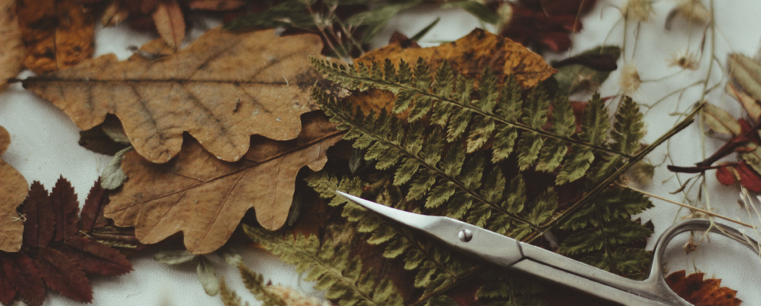 COMO SECAR FLORES Blog del Florista