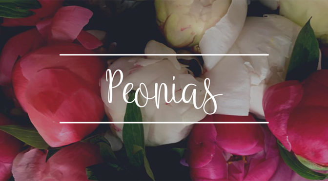 PEONIAS  VS  ROSAS DE JARDÍN