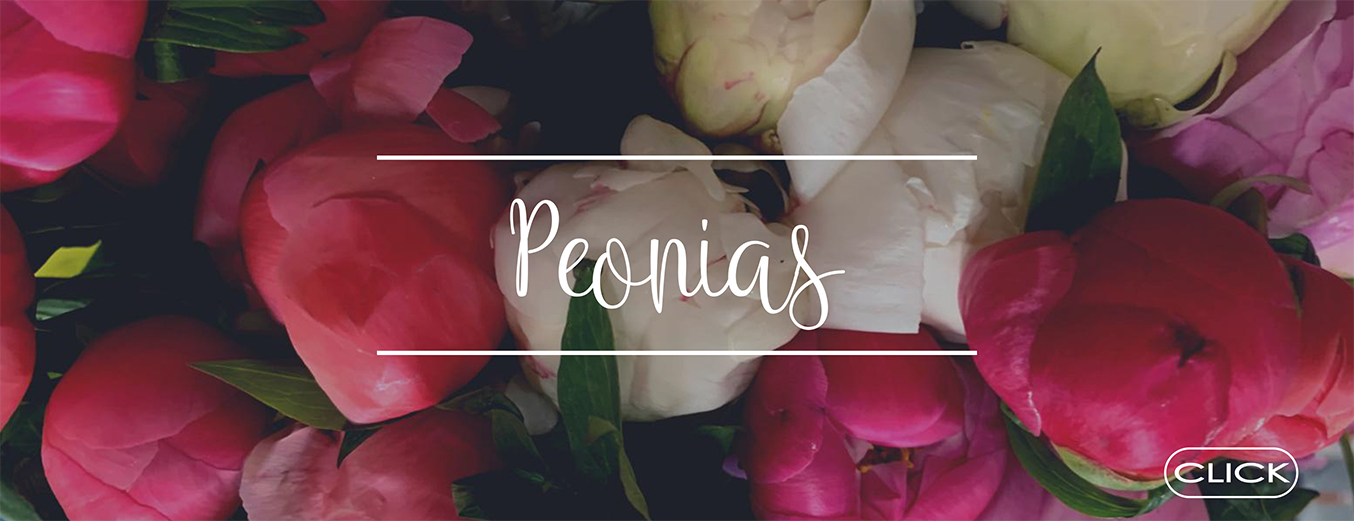 PEONIAS VS ROSAS DE JARDÍN | Blog del Florista