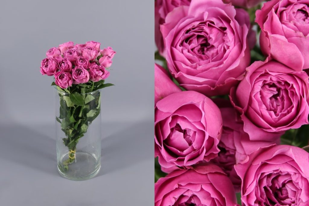 PEONIAS VS ROSAS DE JARDÍN | Blog del Florista