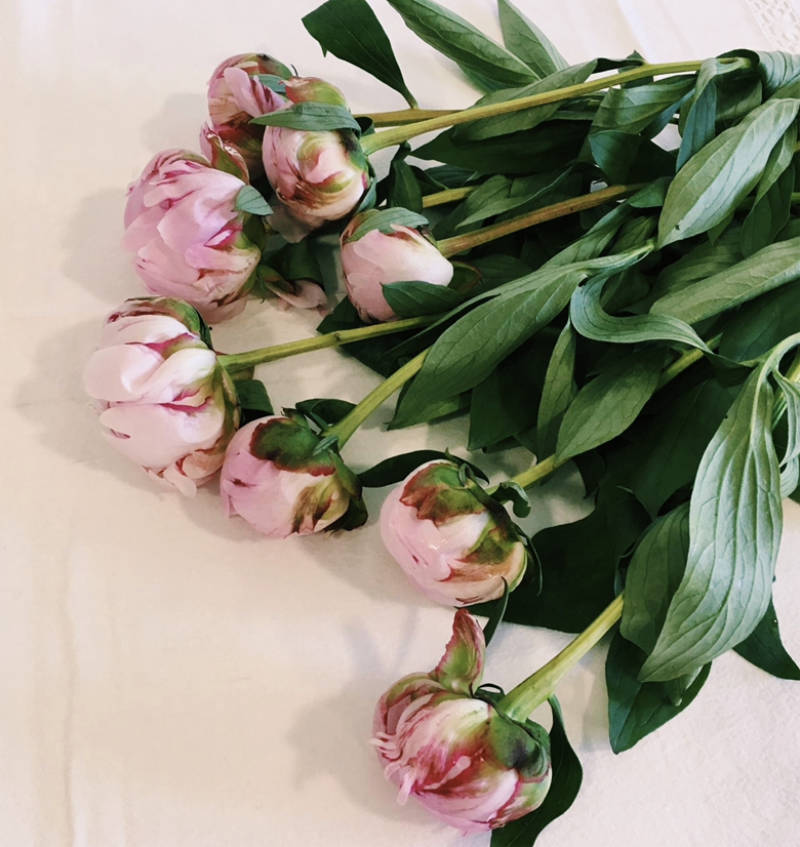 PEONIAS VS ROSAS DE JARDÍN | Blog del Florista