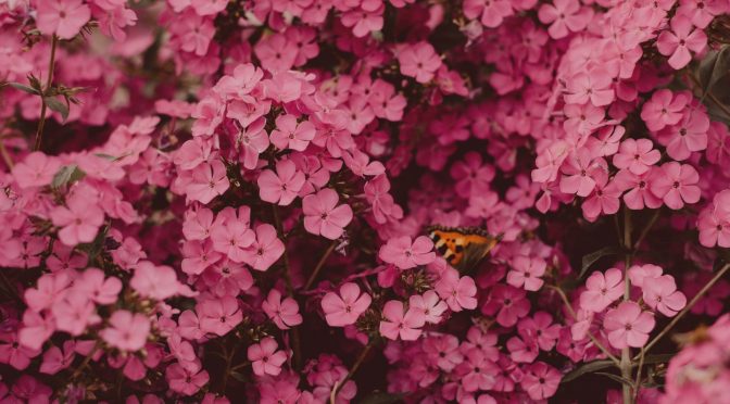 DESCUBRE QUE FLOR ERES, SEGÚN TU HORÓSCOPO